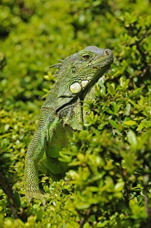 Iguanas Prints: Green Iguana (Iguana iguana) adult, amongst vegetation, Parque Bolivar, Guayaquil, Ecuador
