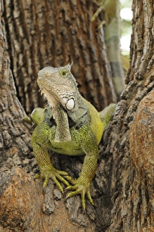 Ecuador Prints: Green Iguana (Iguana iguana) adult, sitting in tree, Parque Bolivar, Guayaquil, Ecuador