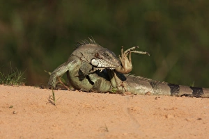 Green Prints: Green Iguana (Iguana iguana) adult, grooming, Pixaim River, Mato Grosso, Brazil, september