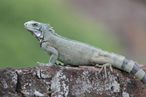 Rest Prints: Green Iguana (Iguana iguana) adult male