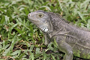 Iguanas Prints: Green Iguana (Iguana iguana) introduced species, adult, close-up of head, Indonesia, march