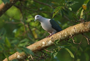 Green Imperial Pigeon (Ducula aenea) adult male, perched on branch, Sri Lanka, december