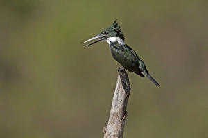 Kingfishers Prints: Green Kingfisher (Chloroceryle americana) adult