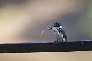 Green Kingfisher (Chloroceryle americana) adult female, with fish in beak, perched on railing, Pantanal, Mato Grosso, Brazil