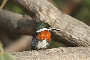 Kingfishers Prints: Green Kingfisher (Chloroceryle americana) adult male