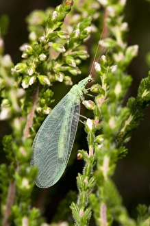 Thursley Common Prints: Green Lacewing (Chrysopa pallens) adult