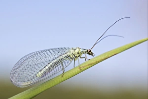 Lacewing Prints: Green Lacewing (Chrysopa perla) adult, resting on leaf, Leicestershire, England, june