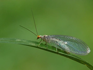 Lacewing Prints: Green Lacewing (Chrysopa perla) adult female