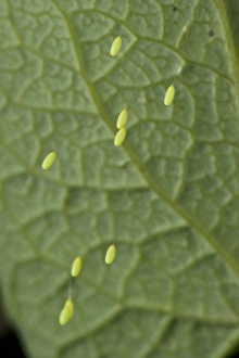 Laid Prints: Green Lacewing (Chrysopa sp. ) stalked eggs, deposited on leaf, Italy, may