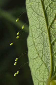Green Lacewing (Chrysopa sp. ) stalked eggs, deposited on leaf, Italy, may