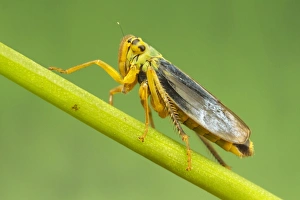 Hopper Prints: Green Leafhopper (Cicadella viridis) adult male