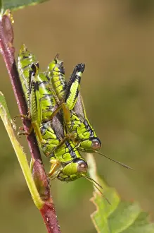 Grasshopper Prints: Green Mountain Grasshopper (Miramella alpina) adult pair