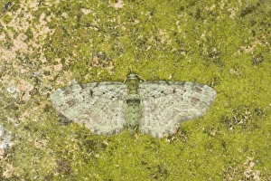Geometridae Prints: Green Pug (Chloroclystis rectangulata) adult, Essex, England, july