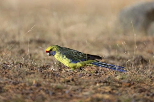 Parrot Prints: Green Rosella (Platycercus caledonicus) adult