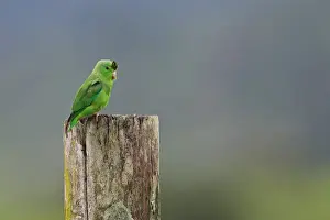Lesser Antilles Prints: Green-rumped Parrotlet (Forpus passerinus) adult male
