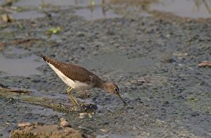 Sand Pipers Prints: Green Sandpiper (Tringa ochropus) adult, feeding in water, India