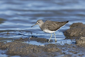 Green Sandpiper (Tringa ochropus) adult, walking on mud at edge of water, Suffolk, England, September