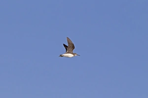 Iberia Prints: Green Sandpiper (Tringa ochropus) juvenile