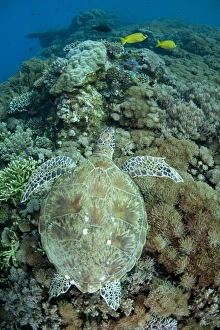 Komodo Prints: Green Sea Turtle (Chelonia mydas) adult