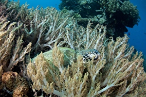 Green Sea Turtle (Chelonia mydas) adult, sleeping amongst coral, Gili Lawa Laut, near Komodo Island, Komodo N. P
