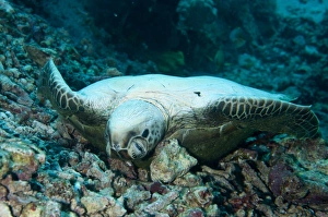 Environmental Prints: Green Sea Turtle (Chelonia mydas) dead adult