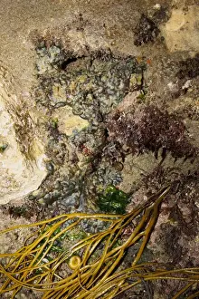 Alga Prints: Green Seaweed (Codium adhaerens) encrusting rocks exposed at low tide