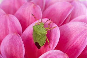 Pink Prints: Green Shieldbug (Palomena prasina) adult, resting on pink dahlia flower, Essex, England