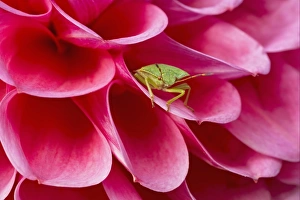 Green Shieldbug (Palomena prasina) adult, resting on pink dahlia flower, Essex, England