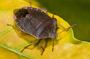 Green Shieldbug (Palomena prasina) adult, in bronze autumn/winter colouration, on leaf in garden, Belvedere, Bexley
