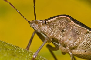 Green Shieldbug (Palomena prasina) adult, in bronze autumn/winter colouration, close-up of head, in garden, Belvedere