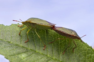 Mating Prints: Green Shieldbug (Palomena prasina) adult pair