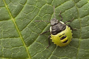 Green Shieldbug (Palomena prasina) nymph, resting on leaf, Leicestershire, England, August
