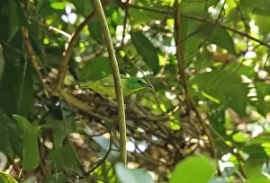 Panamanian Prints: Green Shrike-vireo (Vireolanius pulchellus viridiceps) adult