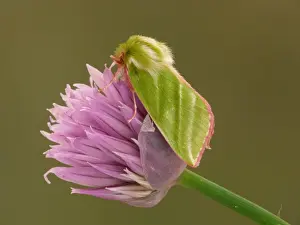 Herbs Prints: Green Silver-lines (Pseudoips prasinana britannica) adult male