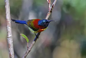 Sunbird Prints: Green-tailed Sunbird (Aethopyga nipalensis angkanensis) adult male