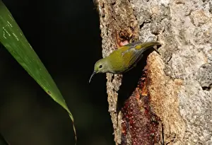 Sunbird Prints: Green-tailed Sunbird (Aethopyga nipalensis koelzi) adult female