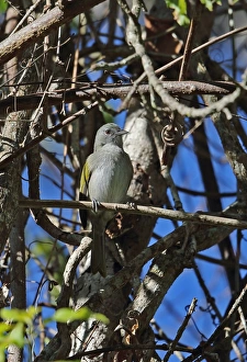Warblers Prints: Green-tailed Warbler (Microligea palustris) adult