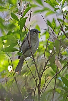Green-tailed Warbler (Microligea palustris) adult, perched on twig, Bahoruco Mountains N. P. Dominican Republic, January