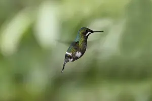 Hovering Prints: Green Thorntail (Discosura conversii) adult female