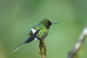 Equatorial Prints: Green Thorntail (Discosura conversii) adult male
