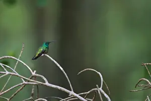 Trinidad And Tobago Prints: Green-throated Mango (Anthracothorax viridigula) adult male
