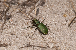 Thursley Common Prints: Green Tiger Beetle (Cicindela campestris) adult