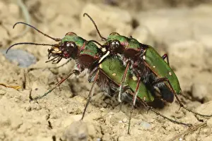 Ariege Prints: Green Tiger Beetle (Cicindela campestris) adult pair