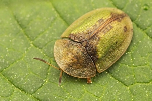 Green Tortoise Beetle (Cassida viridis) adult, resting on leaf, Leicestershire, England, July