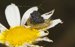Protects Prints: Green Tortoise Beetle (Cassida viridis) larva, with protective droppings, Spain, may