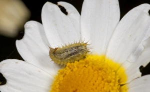 Green Tortoise Beetle (Cassida viridis) larva, on flower, Spain, may