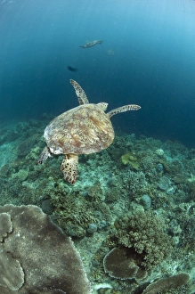Sipadan Prints: Green Turtle (Chelonia mydas) adult