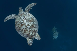 Sipadan Prints: Green Turtle (Chelonia mydas) adult