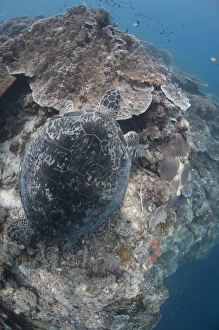 Green Turtle (Chelonia mydas) adult, resting on coral reef, Sipadan Island, Sabah, Borneo, Malaysia