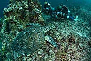 Green Turtle (Chelonia mydas) adult, resting on reef coral, photographed by divers, Sipadan Island, Sabah, Borneo, Malaysia